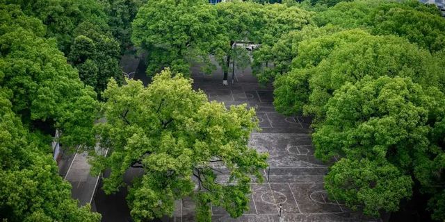 百年香樟成林｜让西南医科大学子念念不忘的“绿荫”情谊(图13)