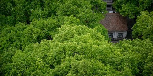 百年香樟成林｜让西南医科大学子念念不忘的“绿荫”情谊(图12)