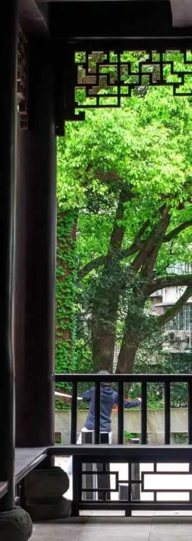 百年香樟成林｜让西南医科大学子念念不忘的“绿荫”情谊(图15)