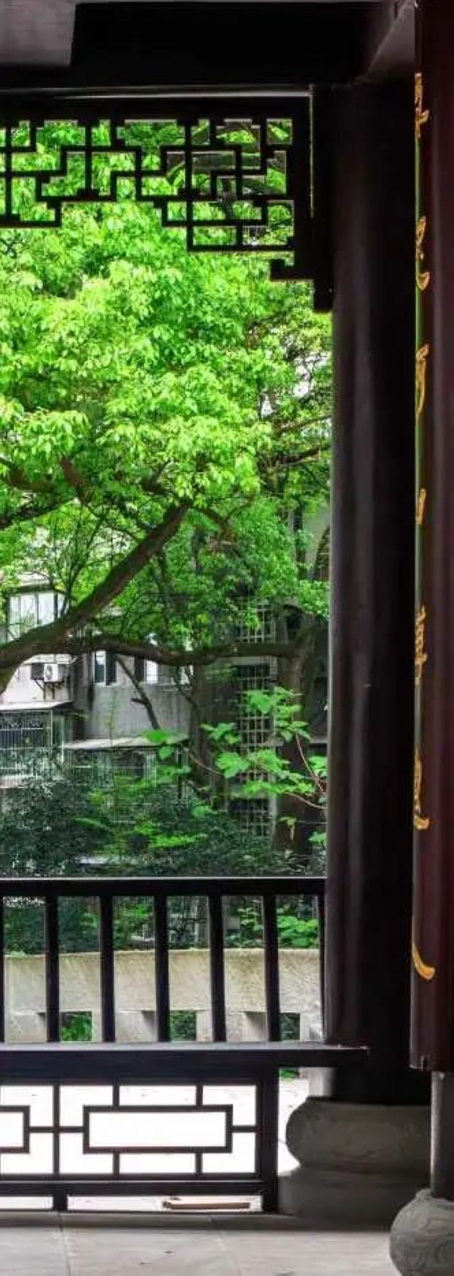 百年香樟成林｜让西南医科大学子念念不忘的“绿荫”情谊(图16)