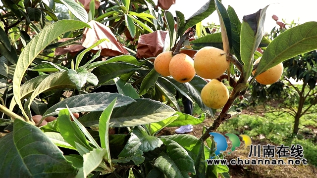 合江县白沙镇：枇杷熟了，快来尝鲜！(图2)