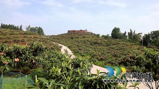 合江县白沙镇：枇杷熟了，快来尝鲜！(图3)