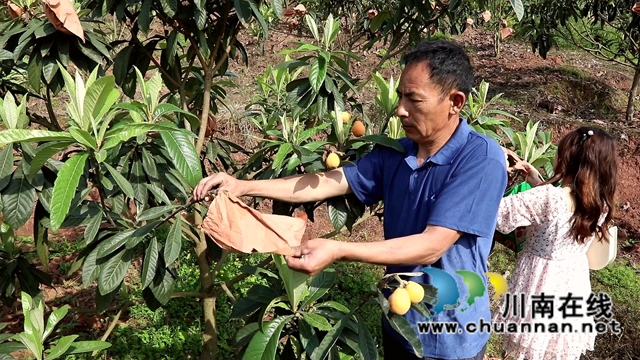 合江县白沙镇：枇杷熟了，快来尝鲜！(图4)