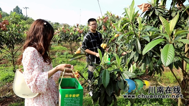合江县白沙镇：枇杷熟了，快来尝鲜！(图5)