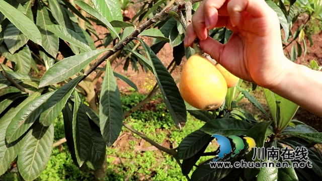 合江县白沙镇：枇杷熟了，快来尝鲜！(图6)