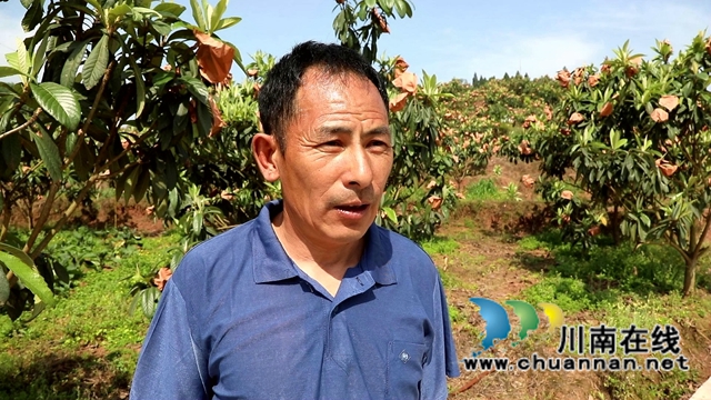 合江县白沙镇：枇杷熟了，快来尝鲜！(图8)