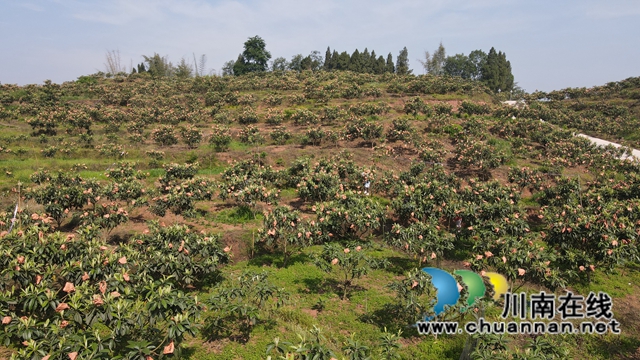 合江县白沙镇：枇杷熟了，快来尝鲜！(图9)