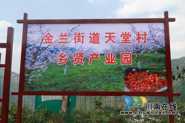 古蔺：种满摇钱树，结满致富果(图3)