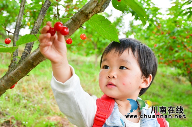 古蔺：种满摇钱树，结满致富果(图4)