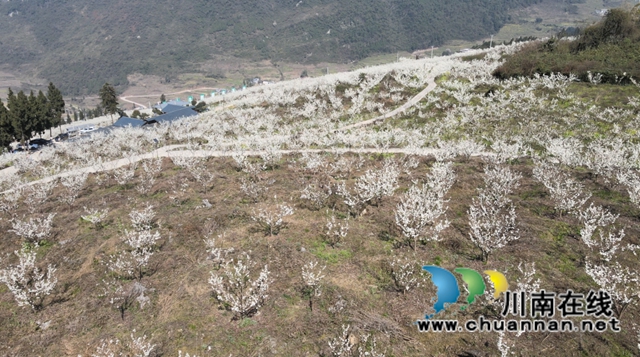 古蔺：种满摇钱树，结满致富果(图7)