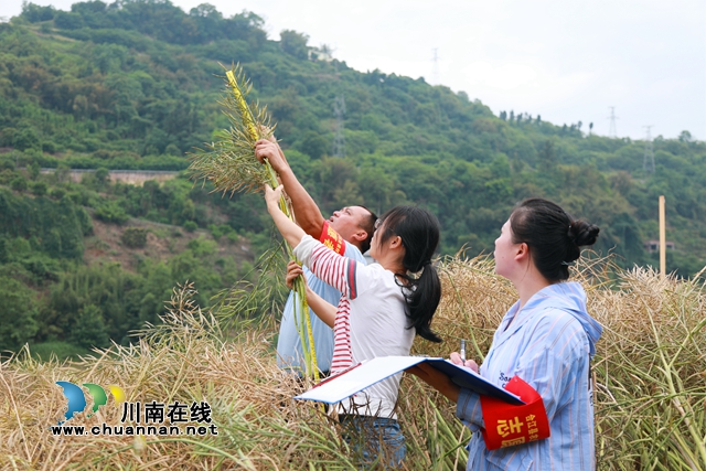 合江:八万亩油菜迎来收割季!(图2) 农技专家测产.jpg