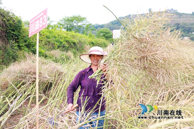合江:八万亩油菜迎来收割季!(图3) 村民收割.jpg