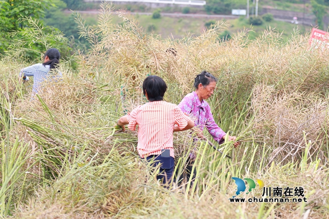 合江:八万亩油菜迎来收割季!(图6) 6V6A0199_副本.jpg