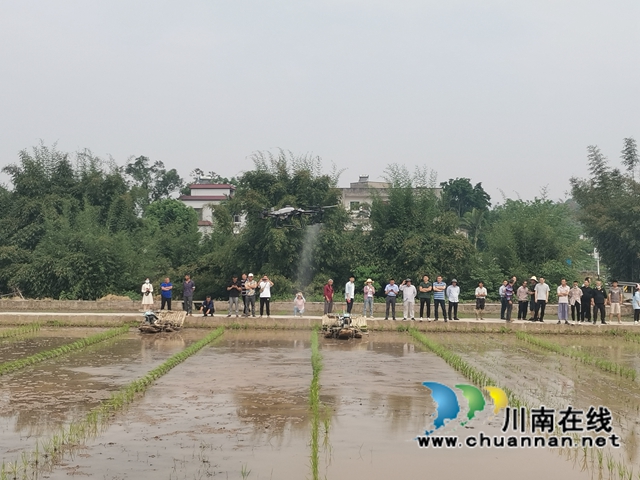 泸县:杂交水稻全程机械化制种(图2) 无人机施药展示2(曾佐然摄).jpg