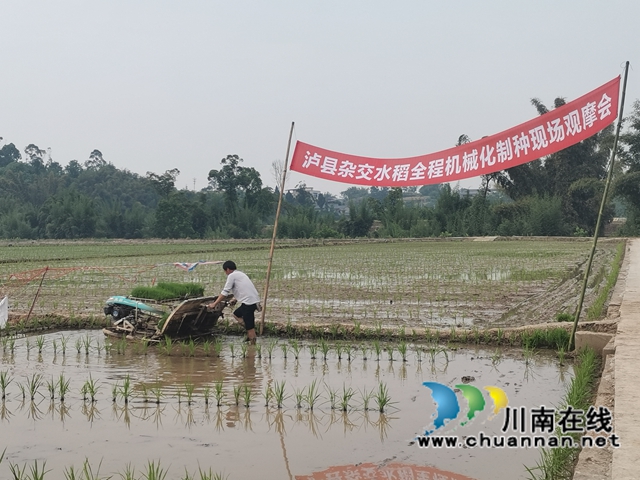 泸县:杂交水稻全程机械化制种(图3) 泸县杂交水稻全程机械化制种现场观摩会(曾佐然摄).jpg