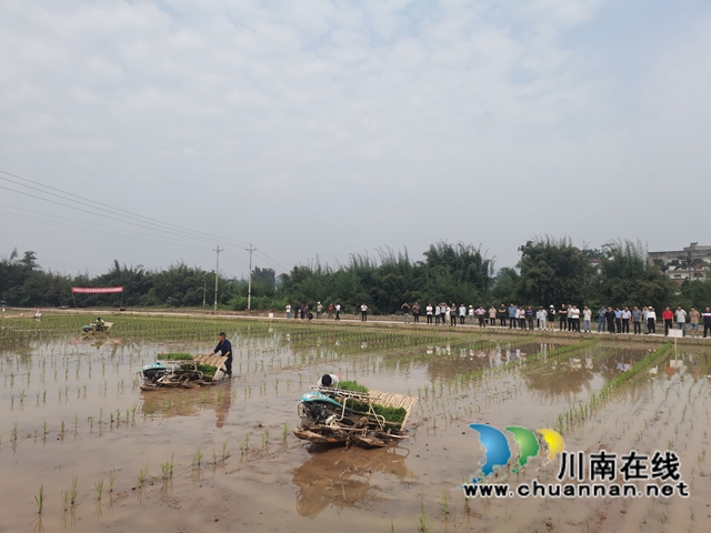 泸县:杂交水稻全程机械化制种(图4) 泸县杂交水稻全程机械化制种现场观摩会1(曾佐然摄).jpg