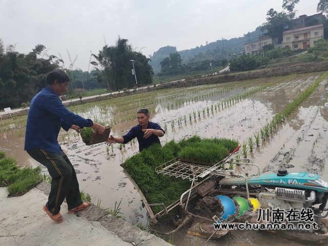 泸县:杂交水稻全程机械化制种(图5) 泸县杂交水稻制种搬运秧苗(曾佐然摄).jpg