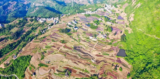 田间春光好!古蔺水稻插秧正当时……(图1) 1.jpg