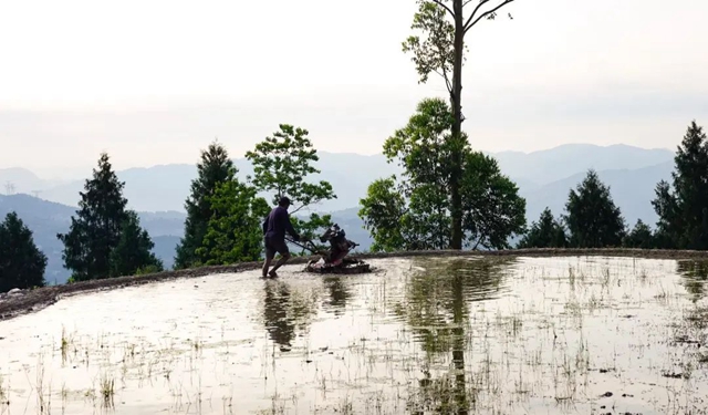 田间春光好!古蔺水稻插秧正当时……(图2) 2.jpg