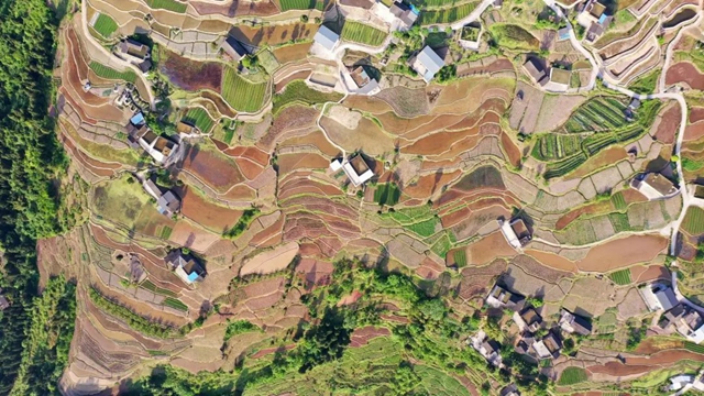 田间春光好!古蔺水稻插秧正当时……(图3) 3.jpg