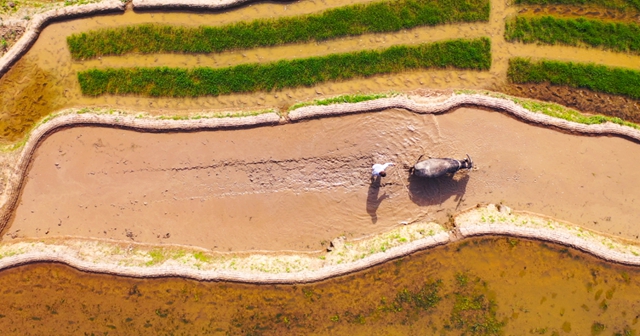 田间春光好!古蔺水稻插秧正当时……(图4) 4.jpg