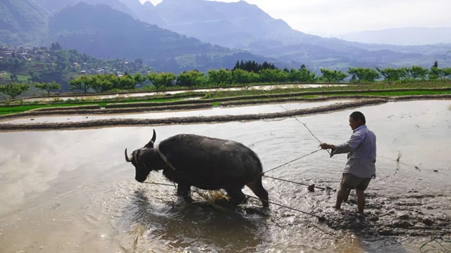 田间春光好!古蔺水稻插秧正当时……(图5) 5.jpg