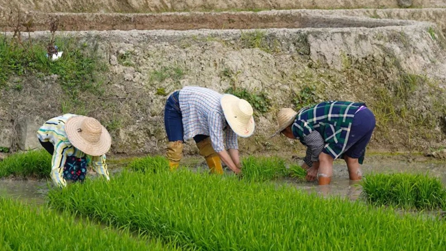田间春光好!古蔺水稻插秧正当时……(图7) 7.jpg