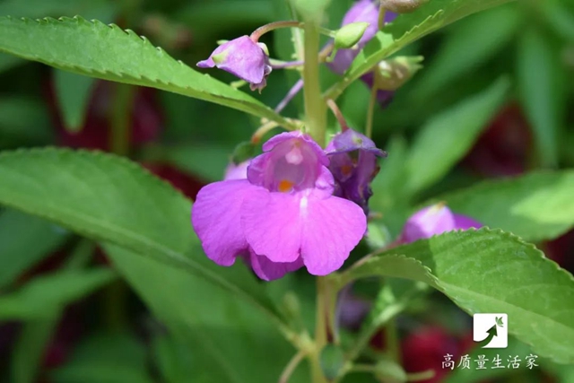 【分享】蚊子最讨厌的10种绿植，房子再小也要养