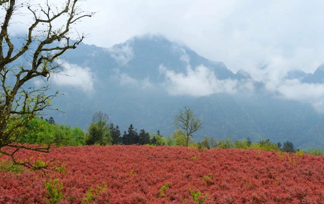 【五一特辑】赏花正当时!古蔺之春无需远游……(图3) 3.jpg
