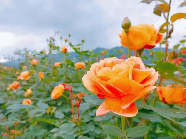 【五一特辑】赏花正当时!古蔺之春无需远游……(图9) 9.jpg