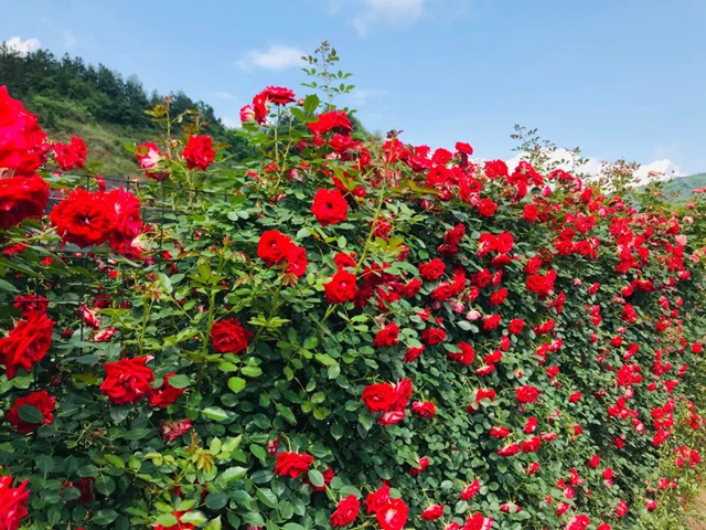 【五一特辑】赏花正当时!古蔺之春无需远游……(图10) 10.jpg