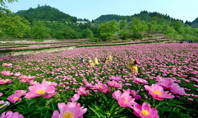 【五一特辑】赏花正当时!古蔺之春无需远游……(图14) 14.jpg