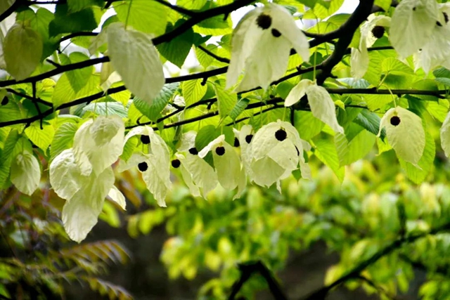 【五一特辑】赏花正当时!古蔺之春无需远游……(图15) 15.jpg