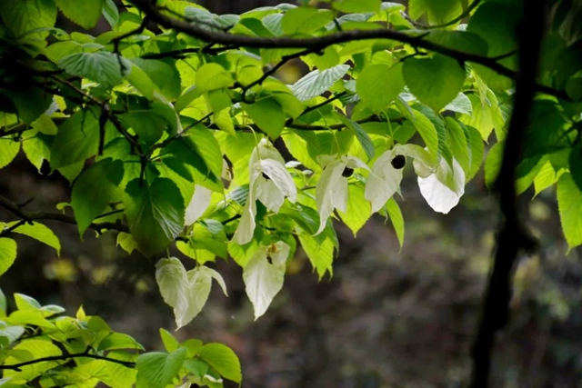 【五一特辑】赏花正当时!古蔺之春无需远游……(图16) 16.jpg