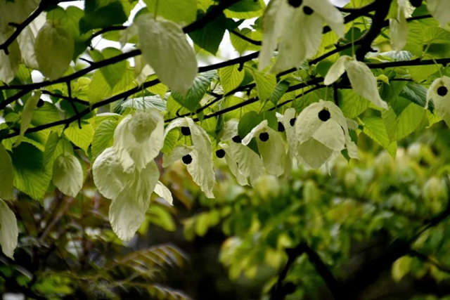 【五一特辑】赏花正当时!古蔺之春无需远游……(图17) 17.jpg