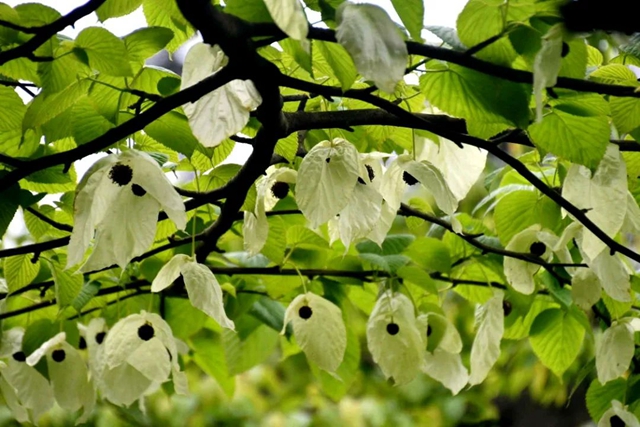 【五一特辑】赏花正当时!古蔺之春无需远游……(图18) 18.jpg