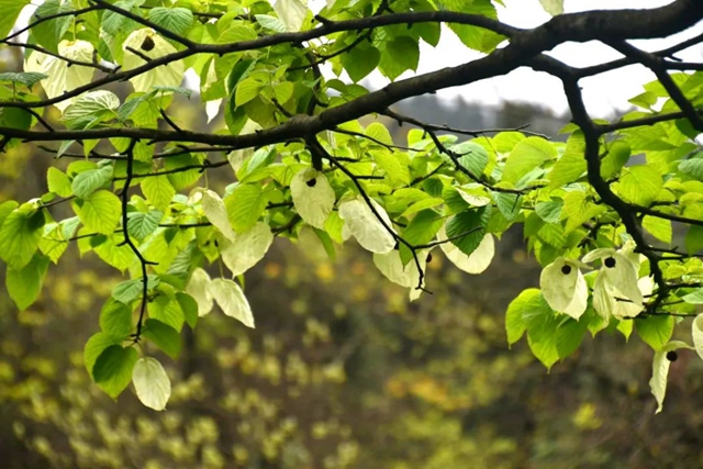 【五一特辑】赏花正当时!古蔺之春无需远游……(图19) 19.jpg