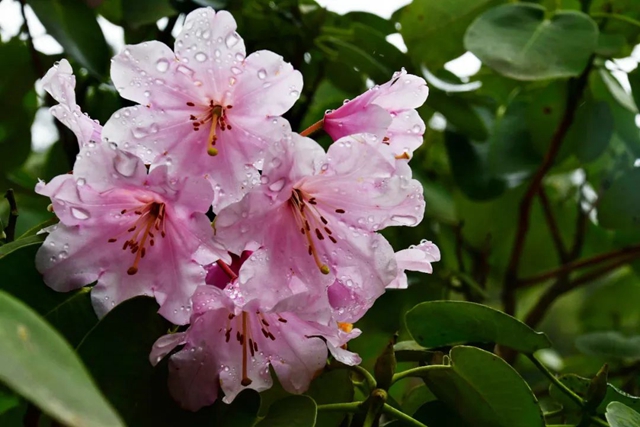 【五一特辑】赏花正当时!古蔺之春无需远游……(图23) 23.jpg