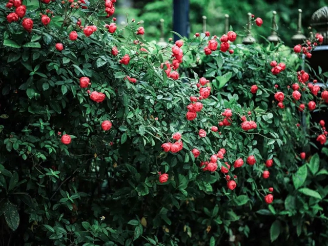 【五一特辑】赏花正当时!古蔺之春无需远游……(图25) 25.jpg