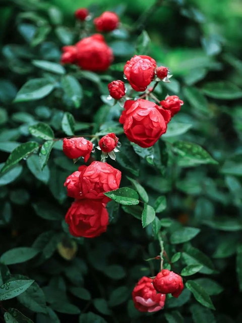 【五一特辑】赏花正当时!古蔺之春无需远游……(图27) 27.jpg