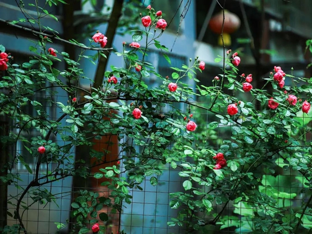 【五一特辑】赏花正当时!古蔺之春无需远游……(图28) 28.jpg