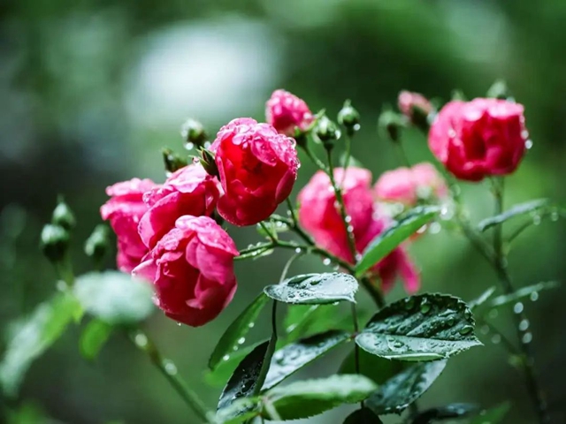 【五一特辑】赏花正当时!古蔺之春无需远游……(图30) 30.jpg