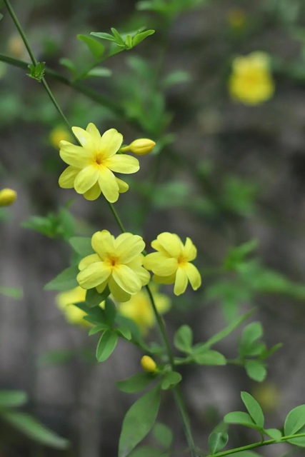 【五一特辑】赏花正当时!古蔺之春无需远游……(图33) 33.jpg