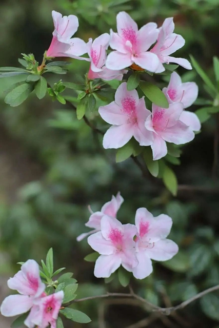 【五一特辑】赏花正当时!古蔺之春无需远游……(图34) 34.jpg