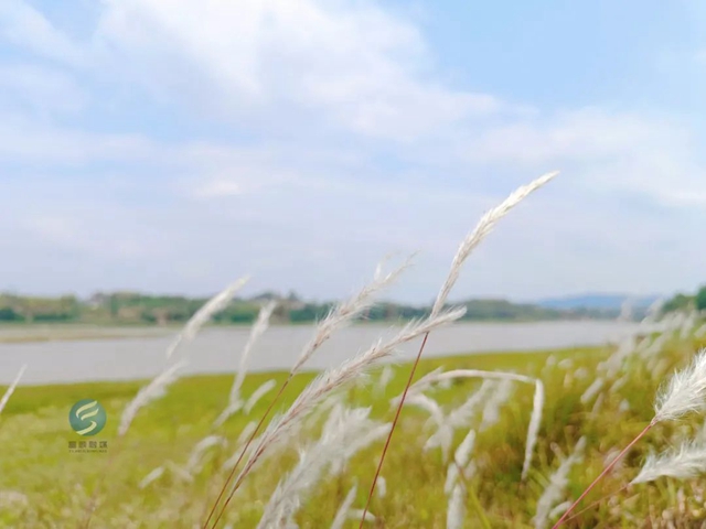 五一去了吗?富顺这些“宝藏”打卡地!(图15) 15.jpg