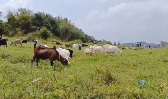 五一去了吗?富顺这些“宝藏”打卡地!(图16) 16.jpg