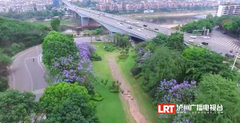 泸州主城区3000余株蓝花楹陆续绽放!快去这些地方打卡→(图1) 2.png