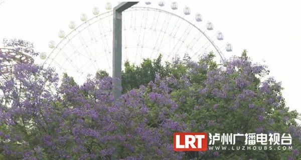 泸州主城区3000余株蓝花楹陆续绽放!快去这些地方打卡→(图2) 1.jpg