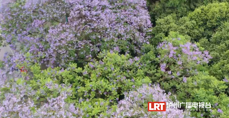 泸州主城区3000余株蓝花楹陆续绽放!快去这些地方打卡→(图4) 4.png