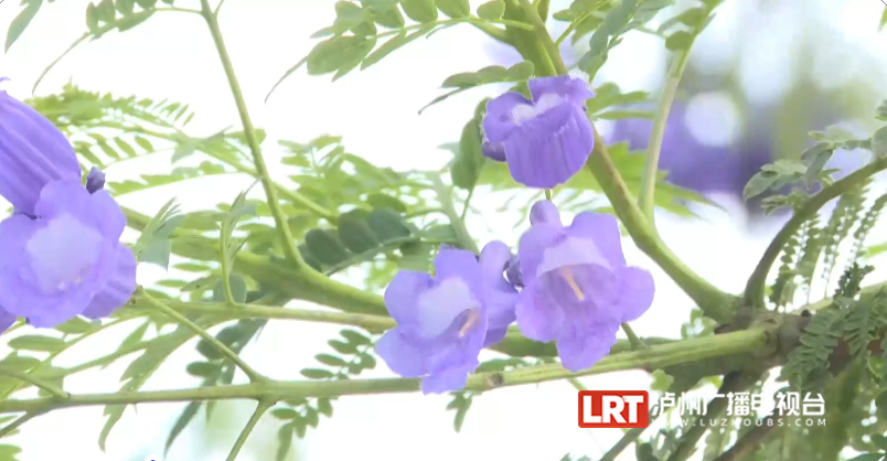 泸州主城区3000余株蓝花楹陆续绽放!快去这些地方打卡→(图6) 6.png